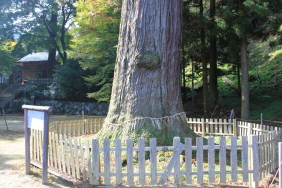 これが樹齢900年のイチョウの木だ。雷神社へ続く階段の真横に立っている。