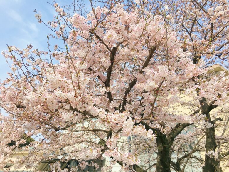 福岡の桜