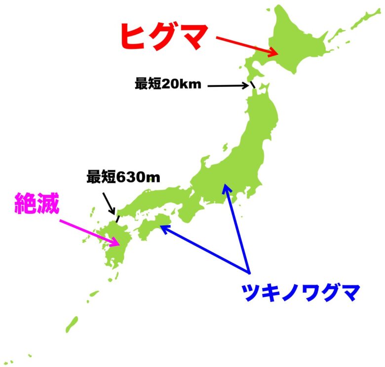 熊は海を泳いで渡れるのか？　日本の熊　地図　ヒグマ　ツキノワグマ　津軽海峡　関門海峡
